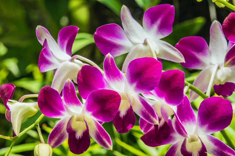 National Orchid Garden